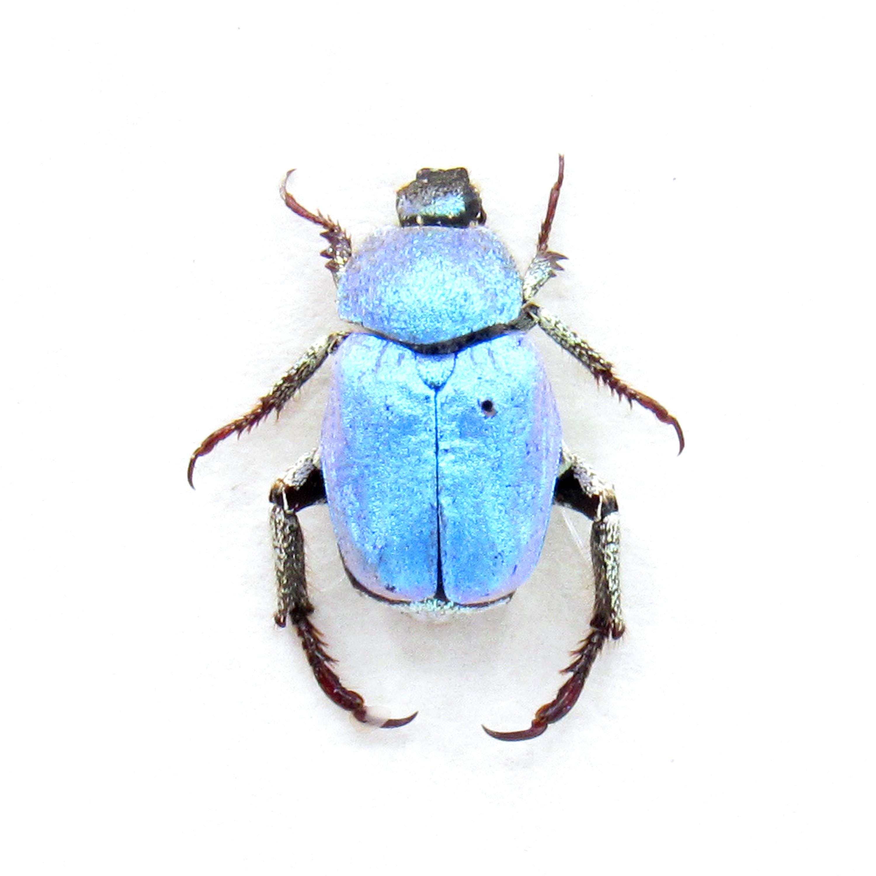 Hoplia Coerulea - Etsy