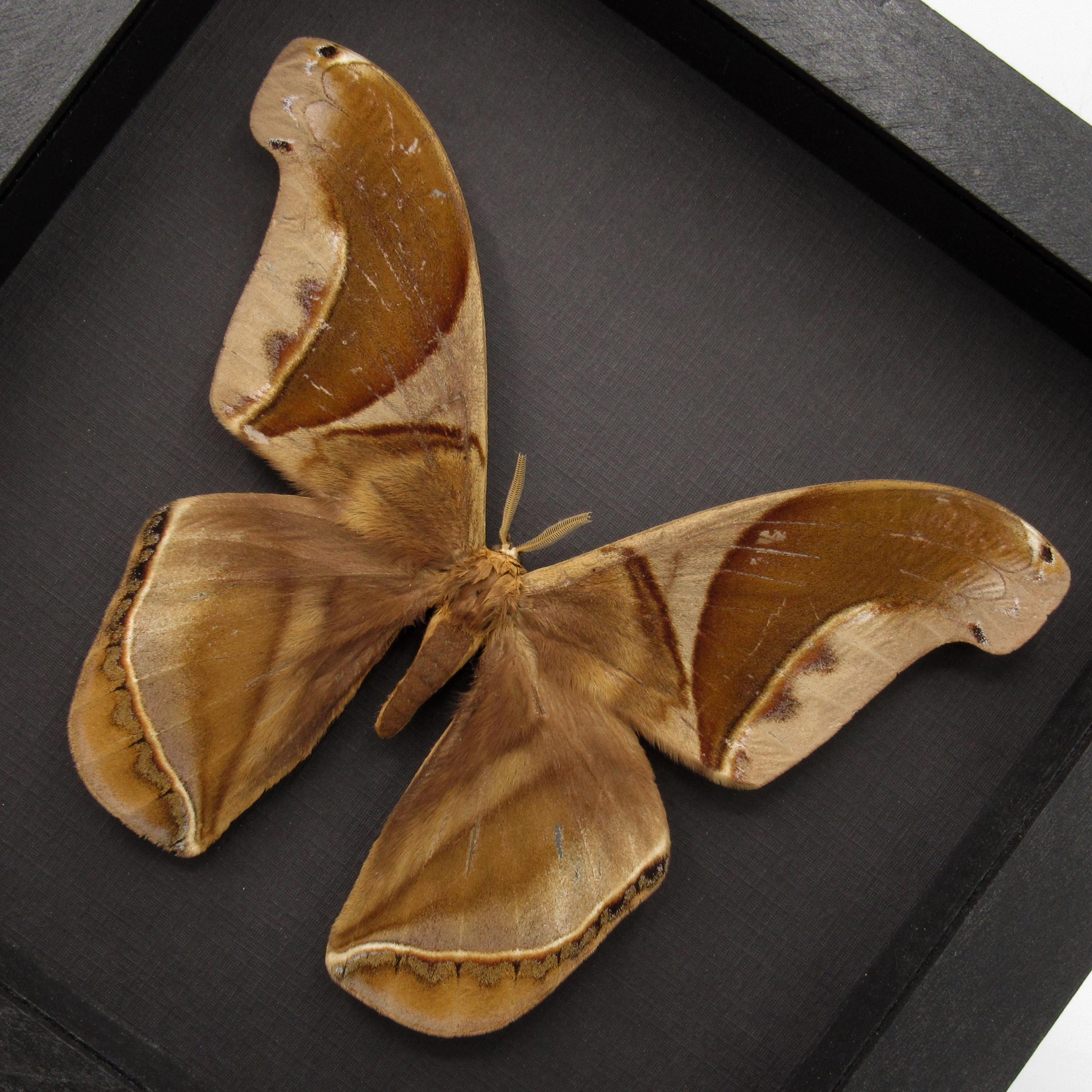 GIANT Saturn Moth Framed Taxidermy - Rhescyntis Hippodamia - Etsy