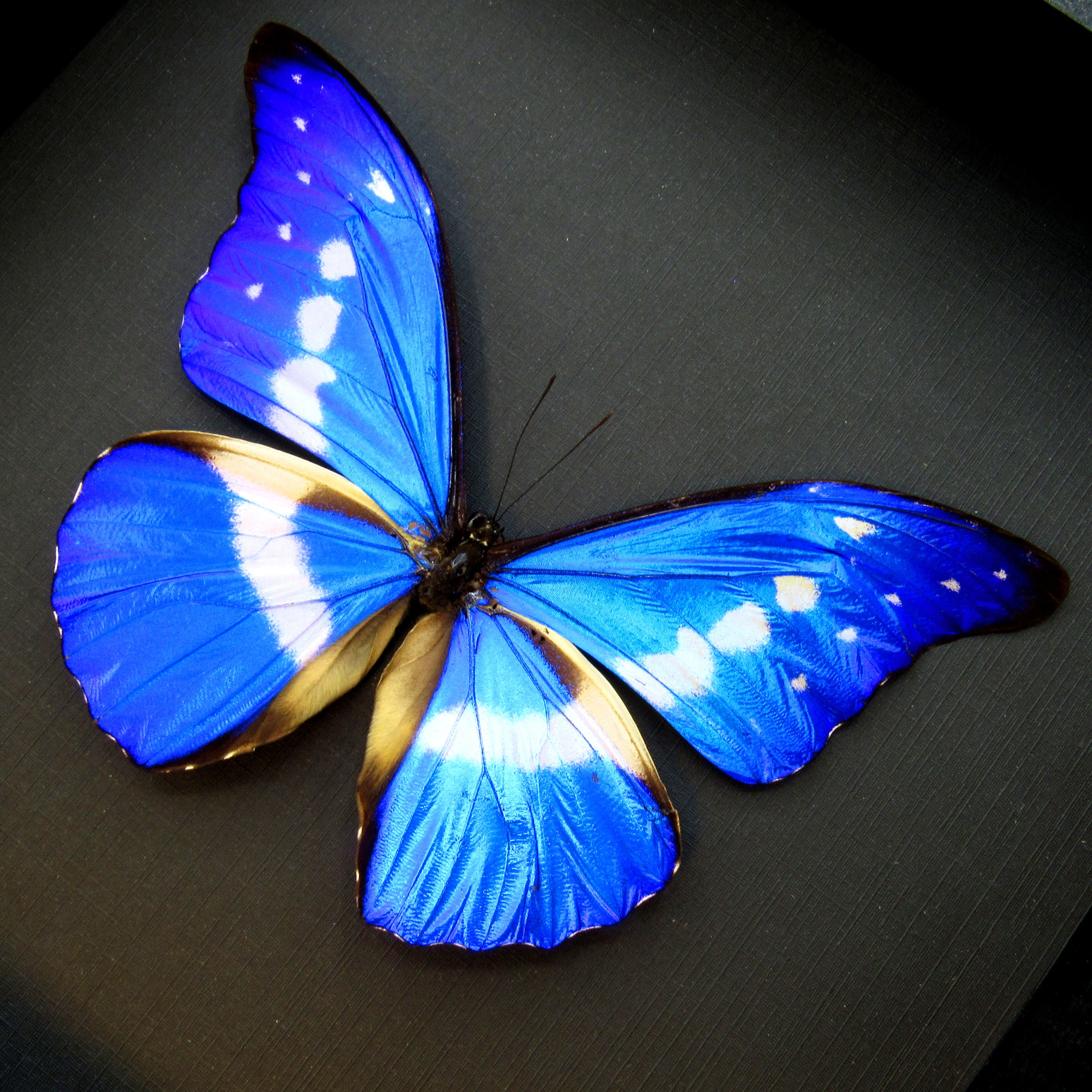 標本 Peru Morpho helena 143mm very big BicBugs Morpho helena blue white butterfly Peru