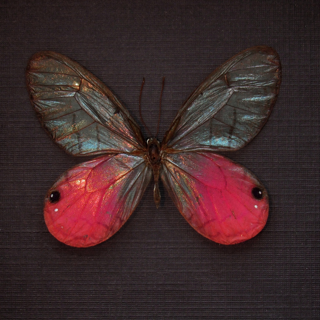 Real Pink Blushing Phantom Butterfly Framed Taxidermy Cithaerias Pireta Aurorina Etsy
