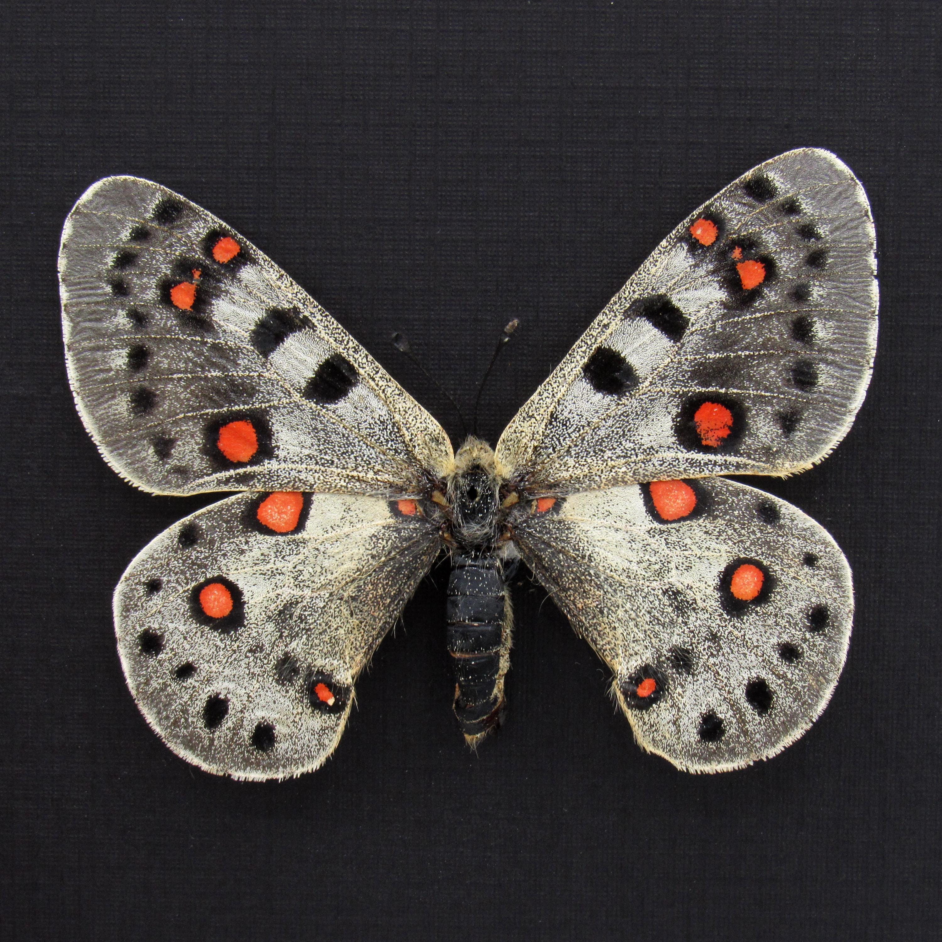 Parnassius apollo - Etsy 日本