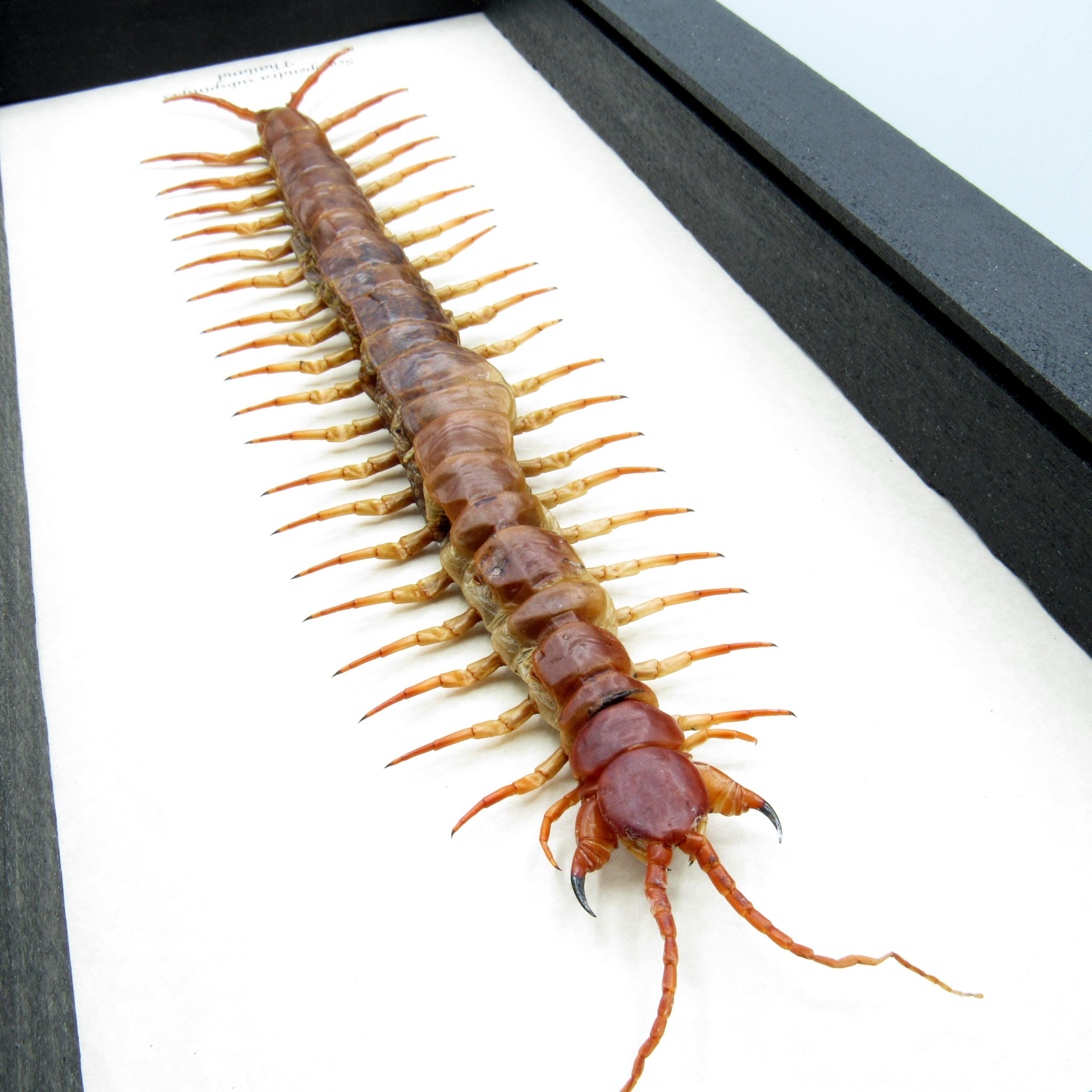 雌】グアンシーミントレッグ/Scolopendra sp. 1匹 ムカデ