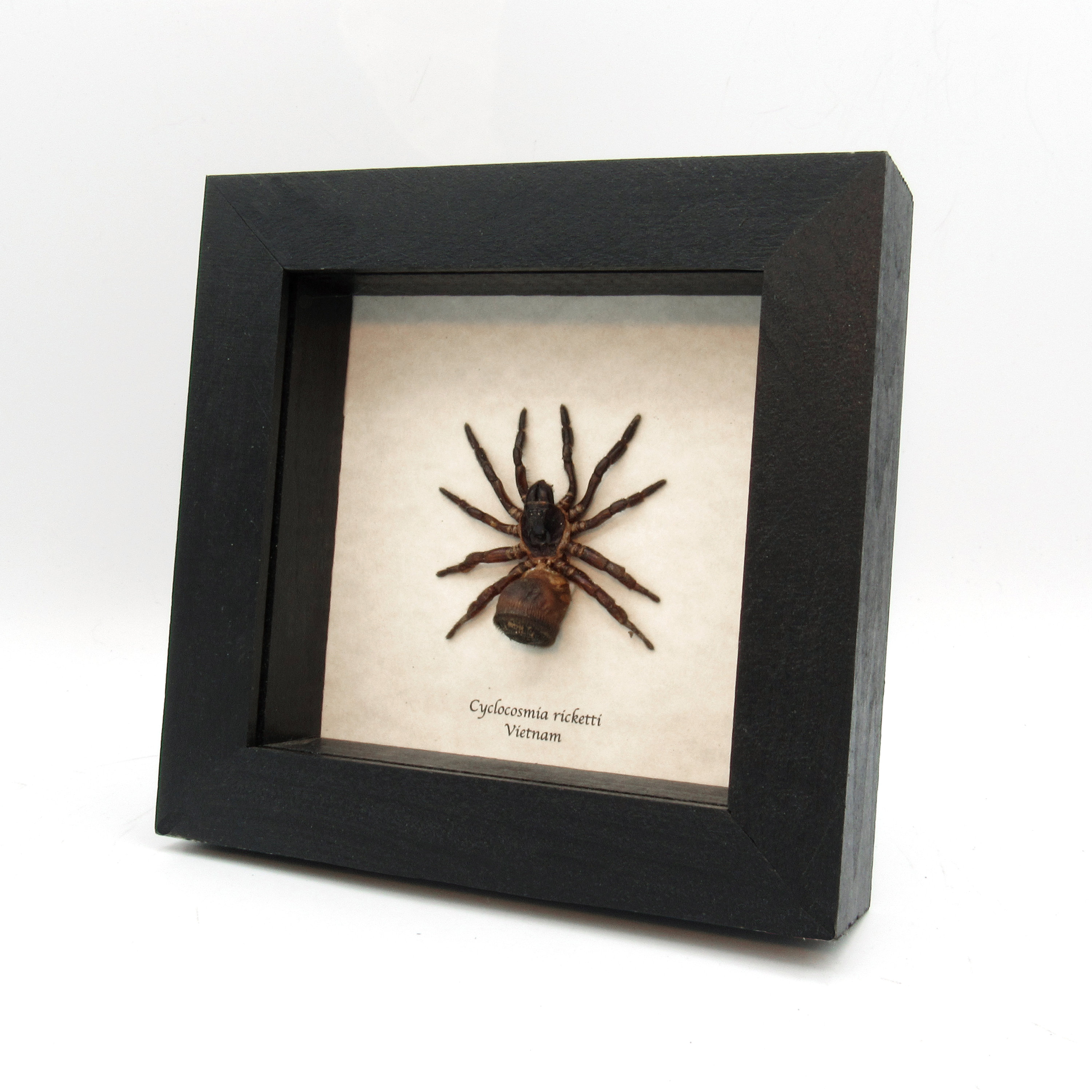Real Chinese Hourglass Trapdoor Spider Framed Taxidermy