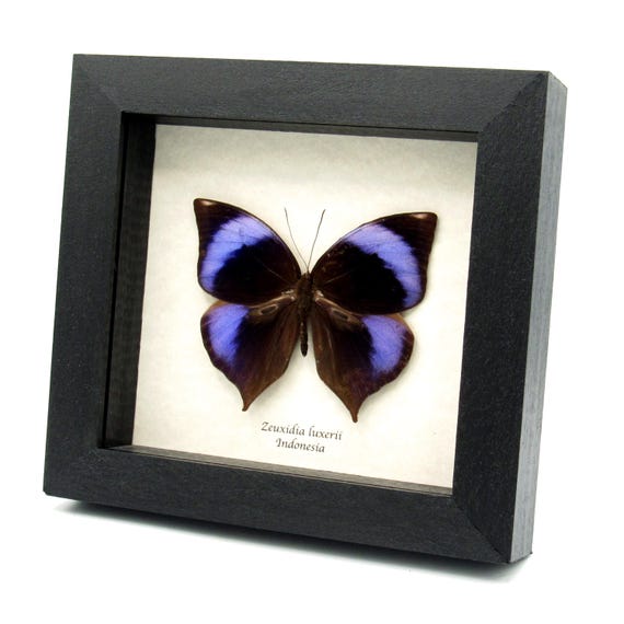 D*d様 レアデック　Butterfly Rare Purple Scarce Saturn Butterfly Framed Taxidermy - Zeuxidia