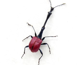 Taxidermia enmarcada de gorgojo de jirafa real: Trachelophorus giraffa