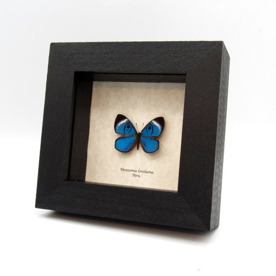 Rare Metallic Blue Metalmark Butterfly Framed Taxidermy
