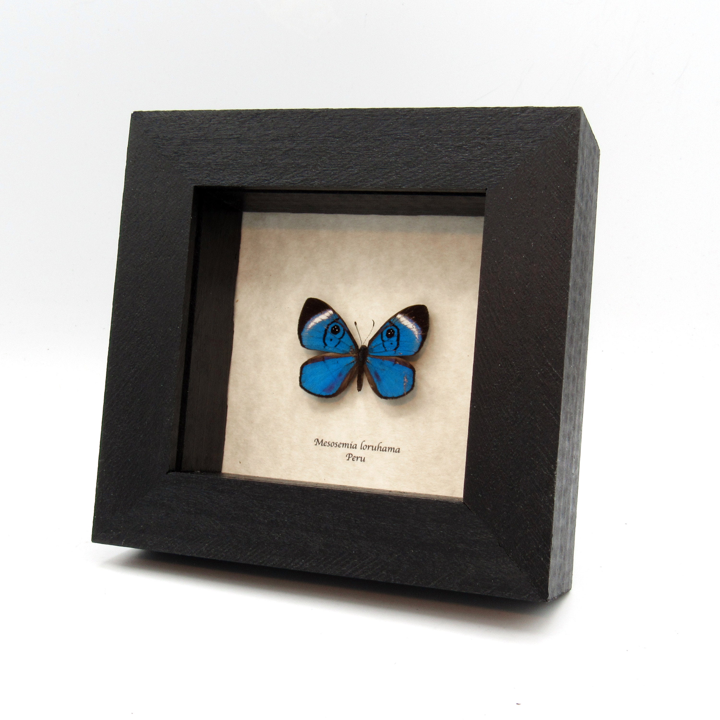 MIYABI × antique butterfly – oldsea