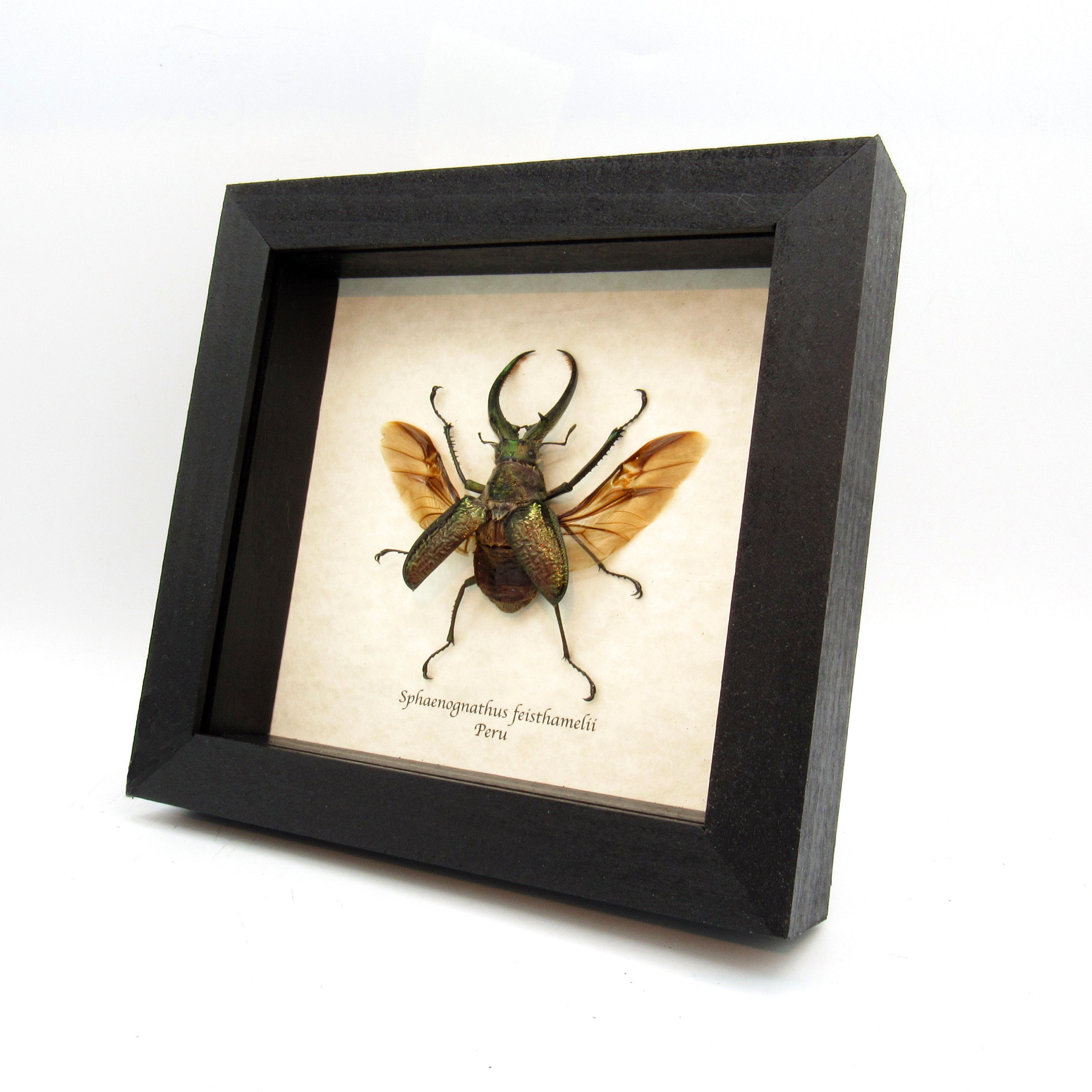 Big Hairy Stag Beetle Framed Taxidermy - Sphaenognathus