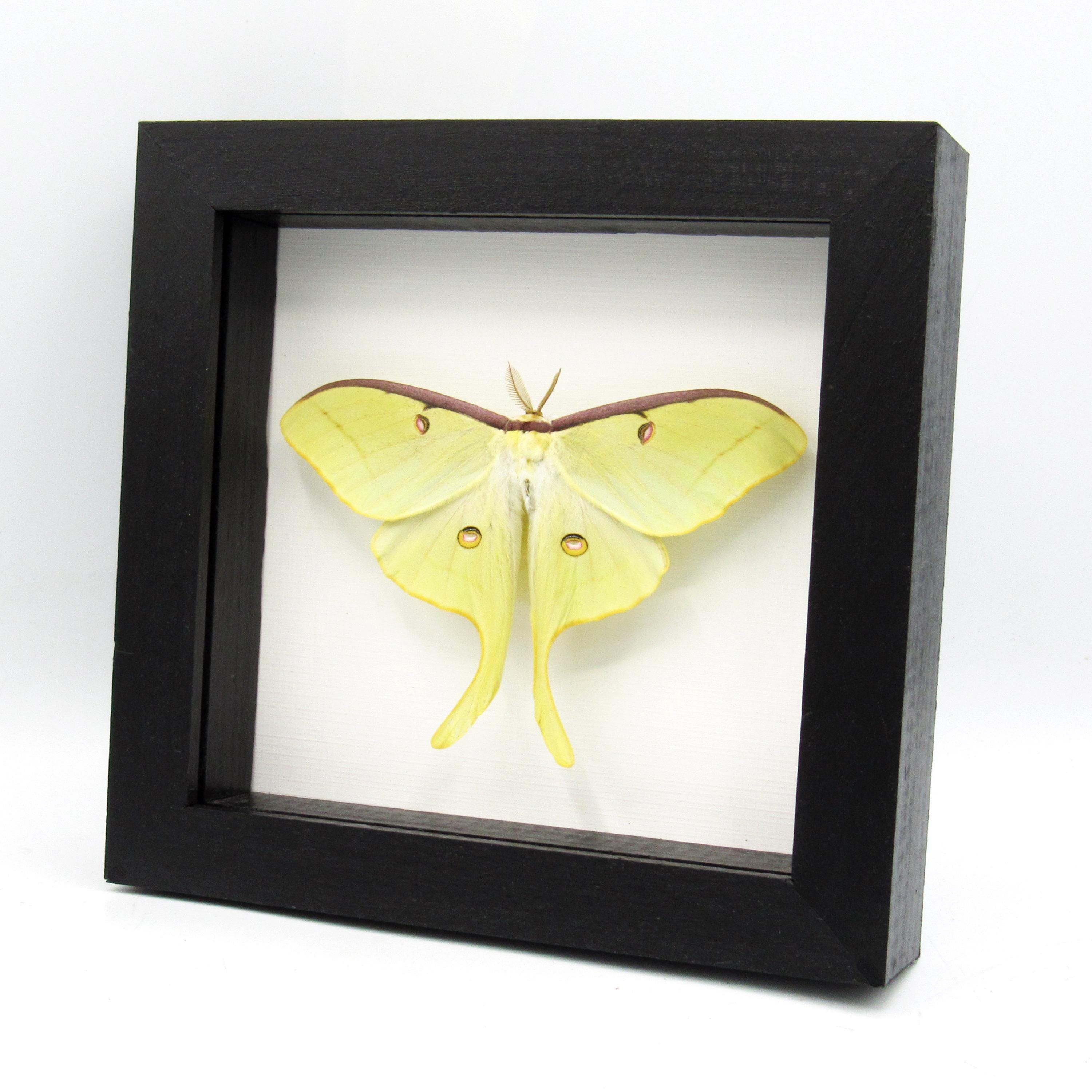 Real XL Luna Moon Moth Framed Taxidermy - Actias Luna - Victorian Mount ...