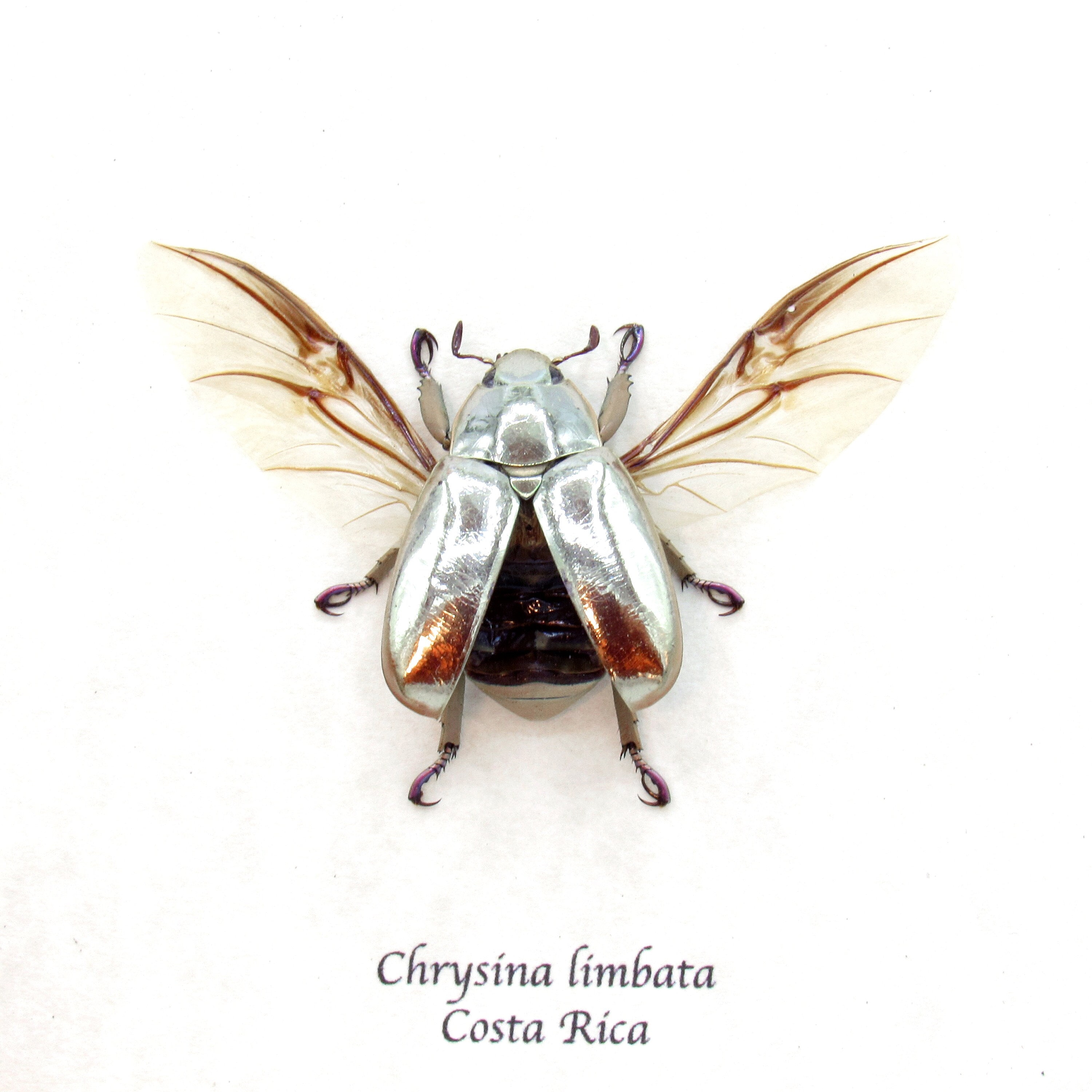非常に珍しい銀色の宝石甲虫の額入り剥製 - Chrysina limbata - Etsy 日本