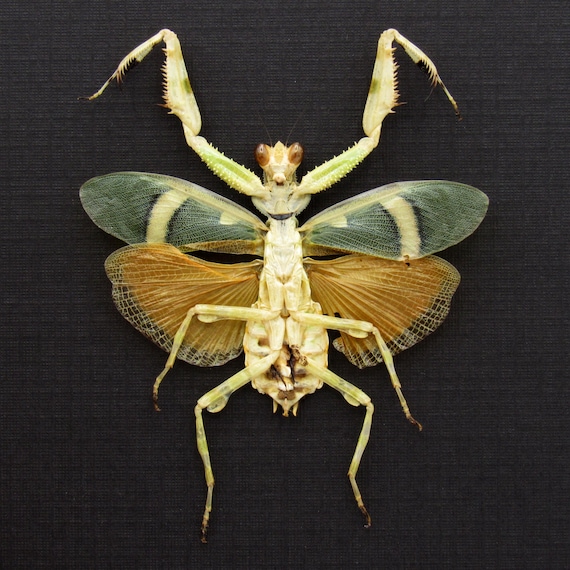 珍しいオレンジ色の縞模様の花カマキリの額入り剥製 - Theopropus