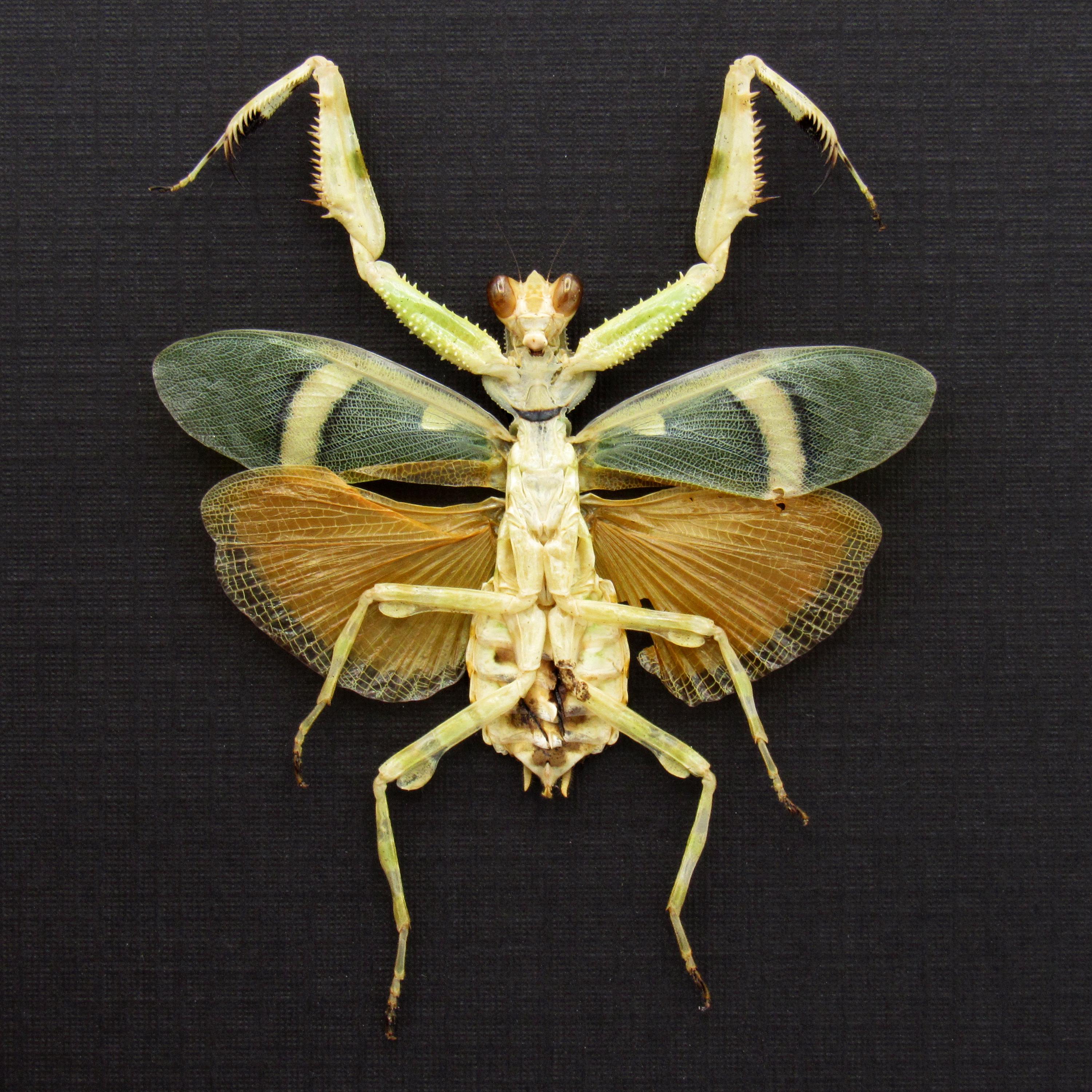 珍しいオレンジ色の縞模様の花カマキリの額入り剥製 - Theopropus