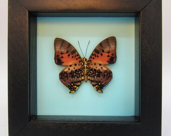 本物の額入り剥製の蝶 - Charaxes zingha - Etsy 日本