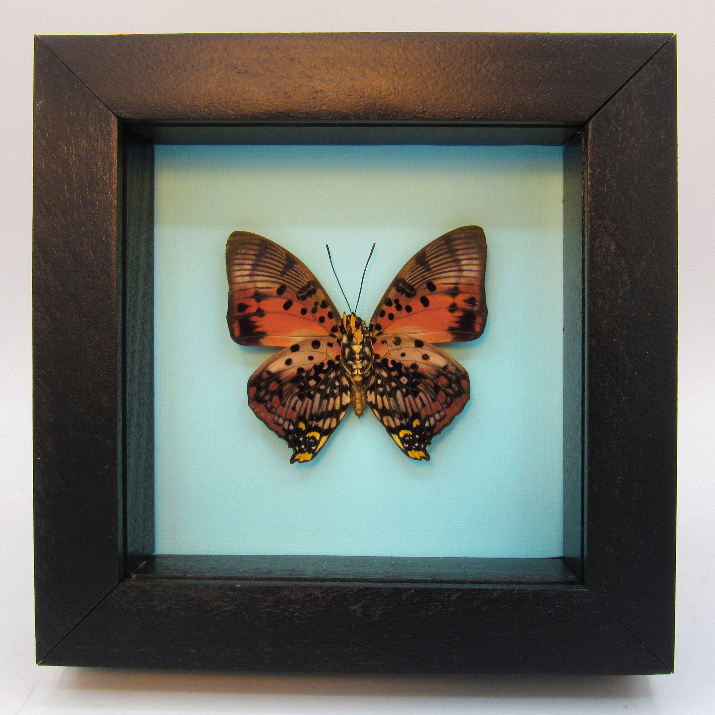 蝶　剥製 本物の額入り剥製の蝶 - Charaxes zingha - Etsy 日本
