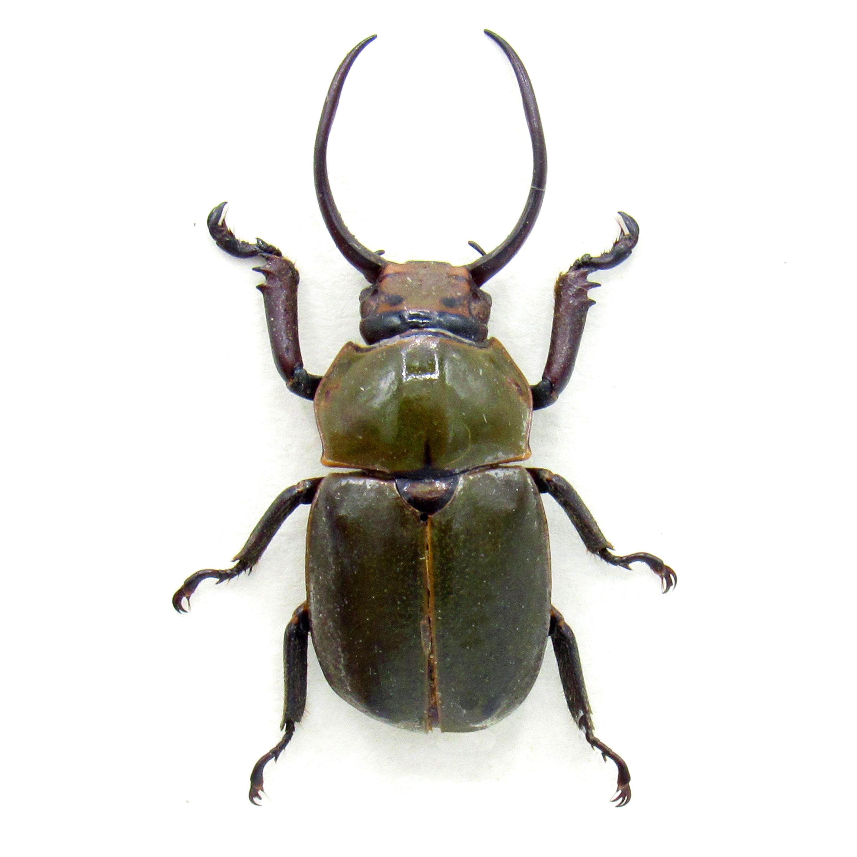 カワセミ　昆虫標本　コガネムシ カワセミ様専用 昆虫標本 コガネムシ