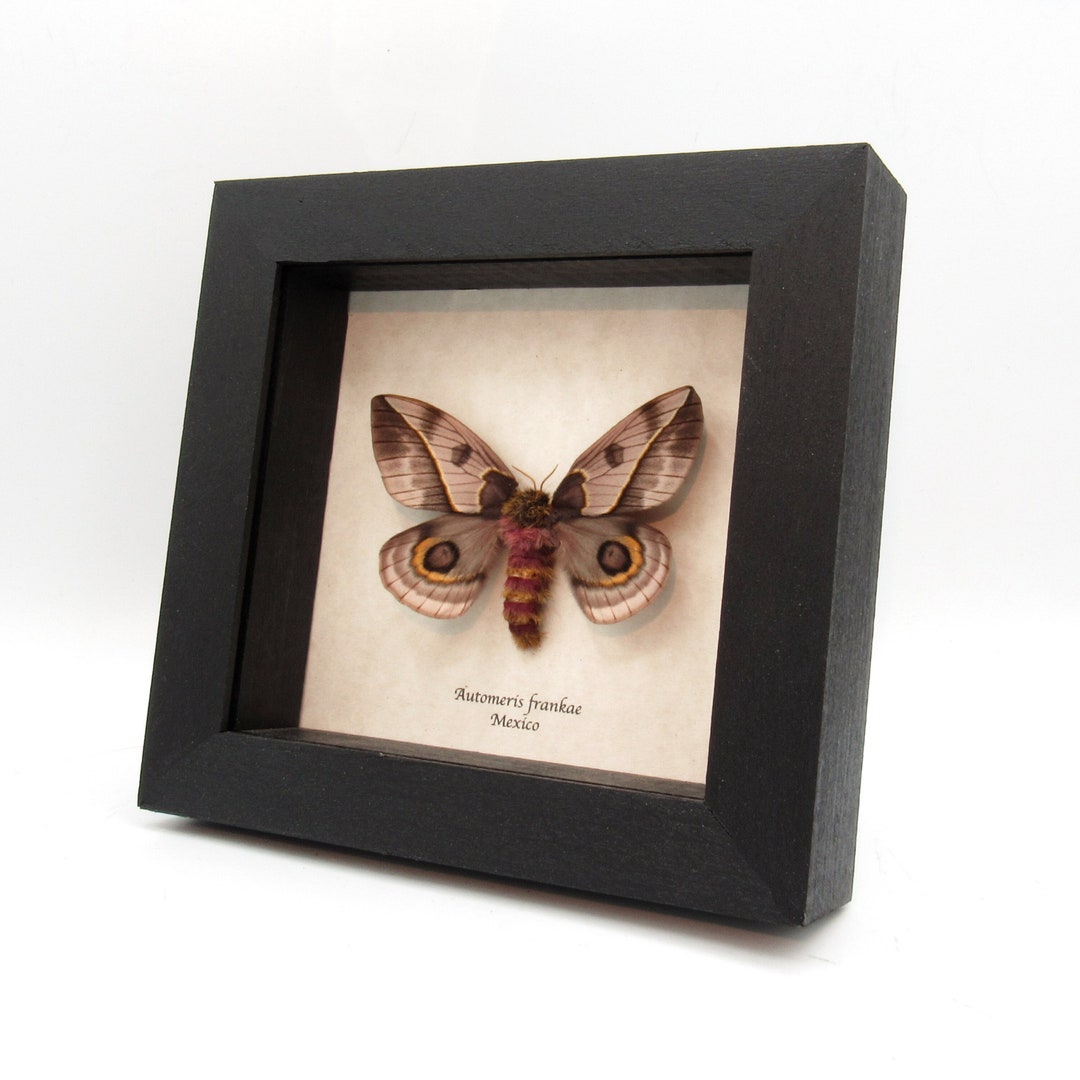 File:Moths Of Costa Rica (Pseudodirphia Menander