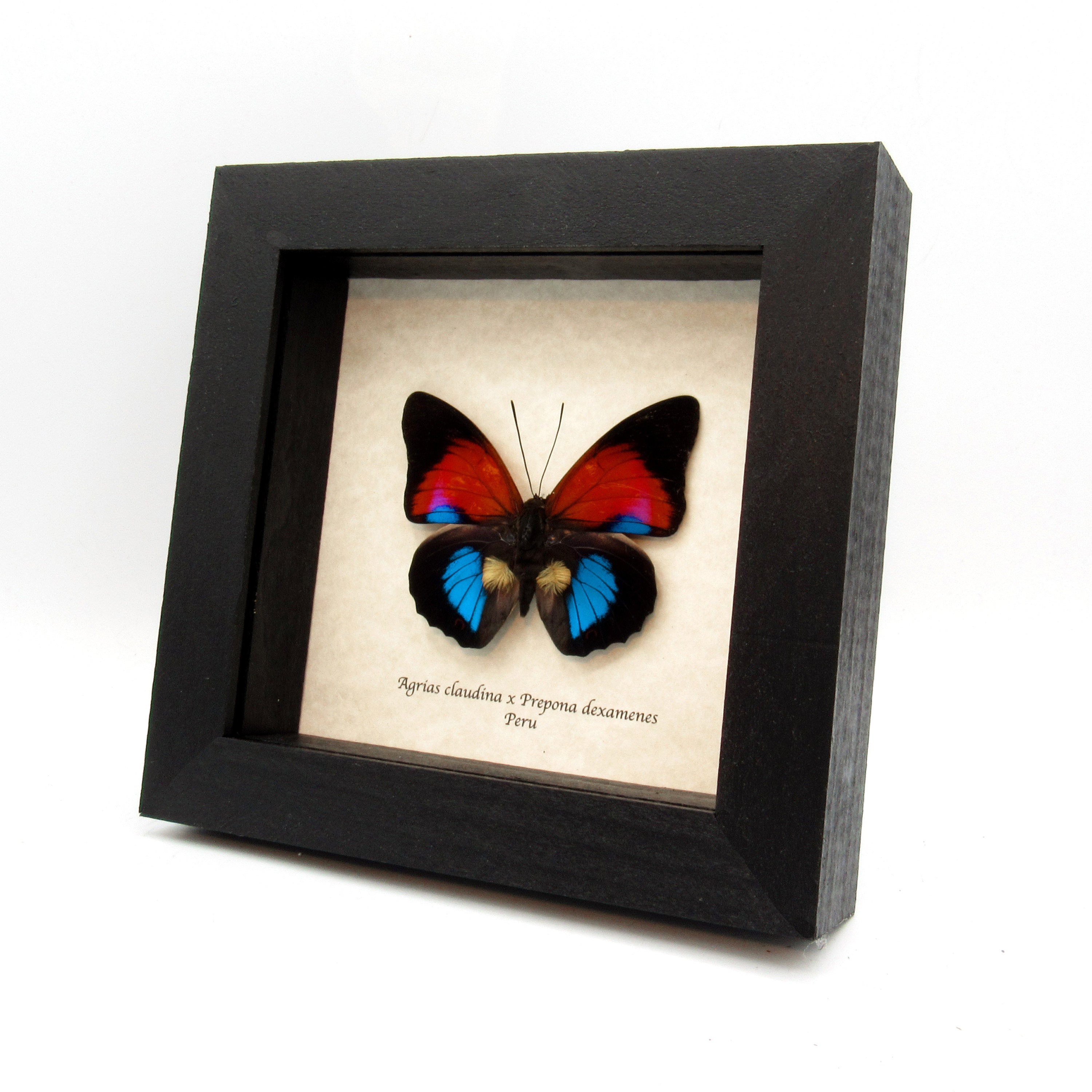 Stunning Rare Hybrid Butterfly Framed Taxidermy - Agrias Claudina