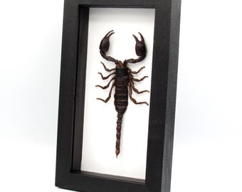 Taxidermia enmarcada de un escorpión de gran tamaño real - Heterometrus laoticus