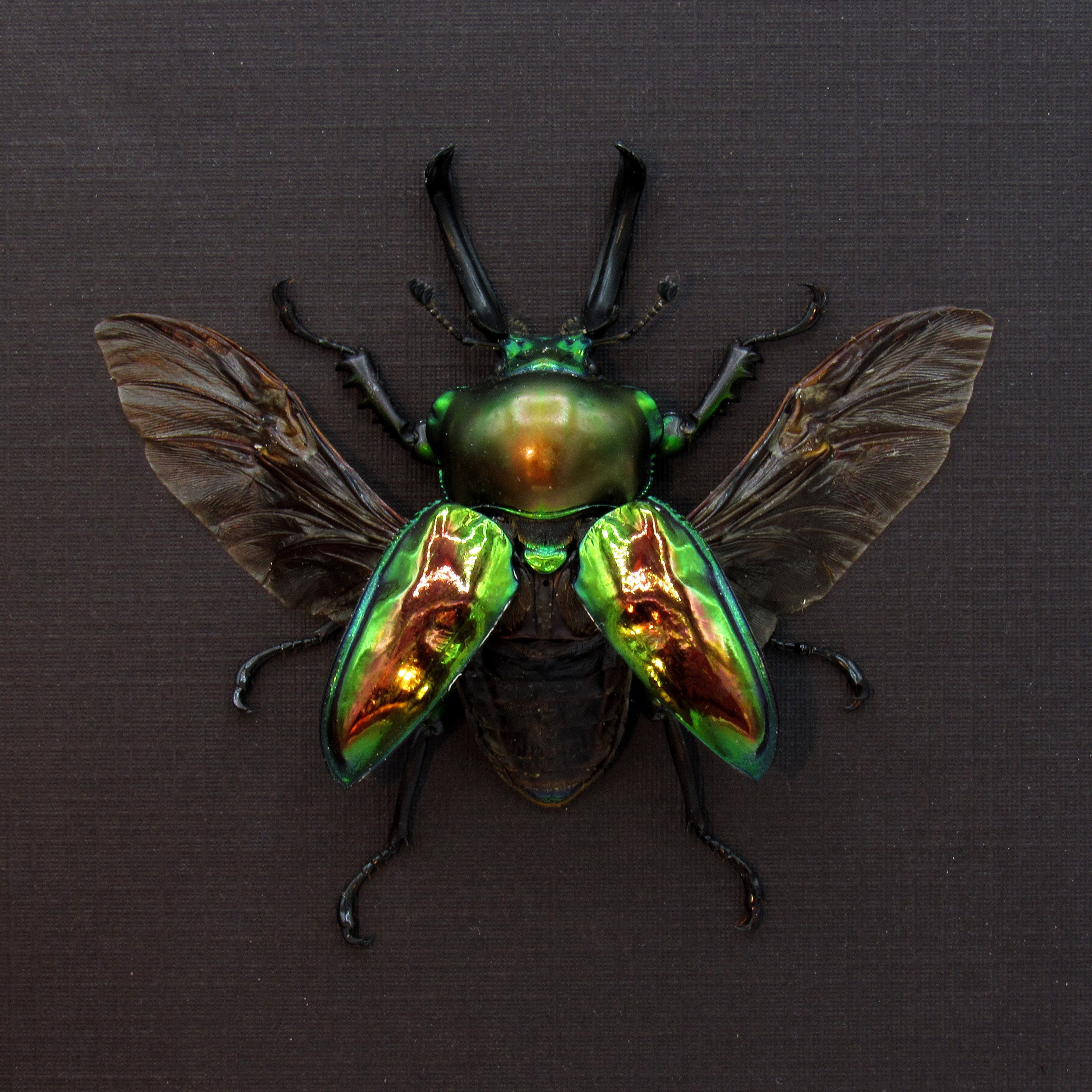 Rainbow sale stag beetle