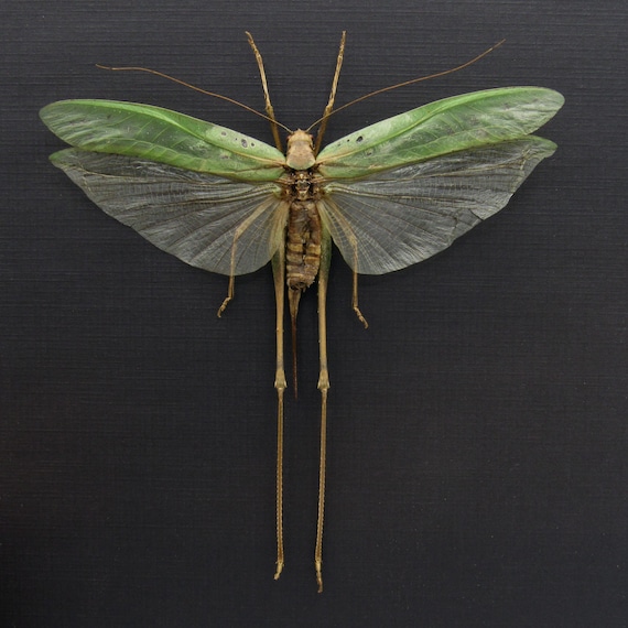 Real Giant Katydid Framed - Tettigoniidae Species - Etsy