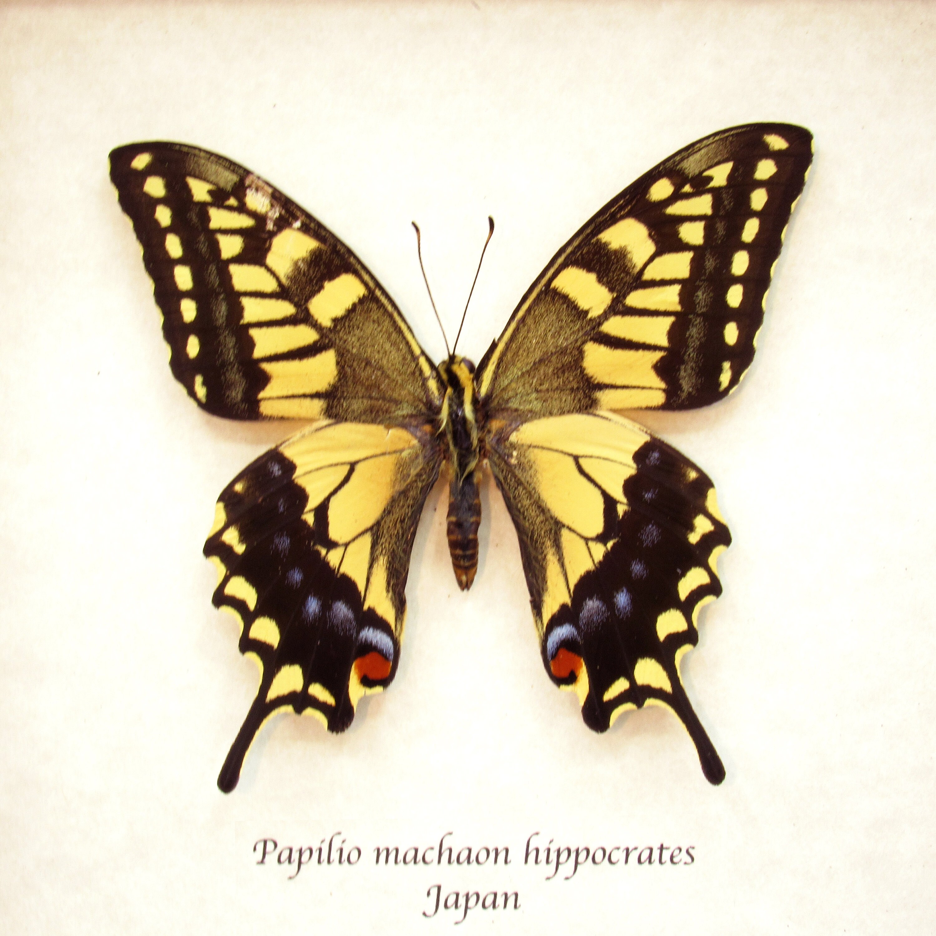 Papilio Horishanus Formosa Female 4.4