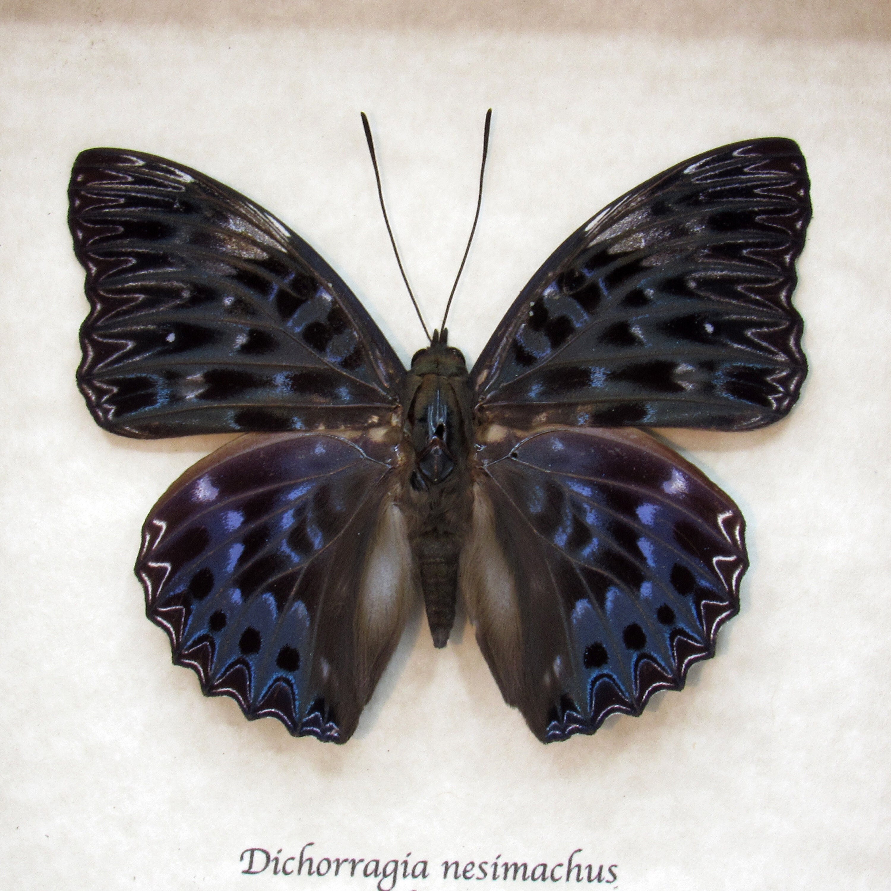 Real Dark Blue Constable Butterfly Framed Taxidermy - Dichorragia