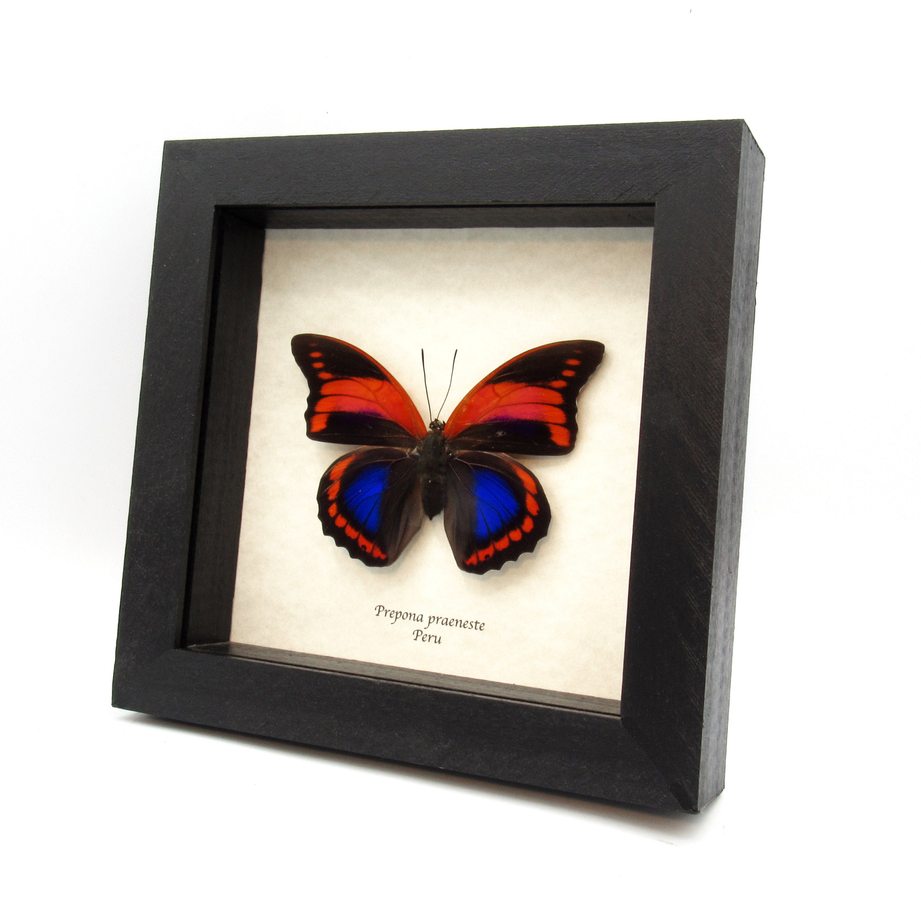 Very Rare Female Fuchsia Brush-footed Butterfly Framed Taxidermy
