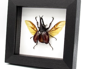 Taxidermia enmarcada de un auténtico escarabajo rinoceronte: Xylotrupes gideon