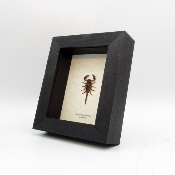 Taxidermie Encadree Par Un Vrai Bebe Scorpion Heterometrus Etsy Taxidermie Encadree Par Un Vrai Bebe Scorpion Heterometrus Etsy