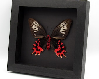 非常に珍しい蛾に似たアゲハチョウの額入り剥製 - Papilio