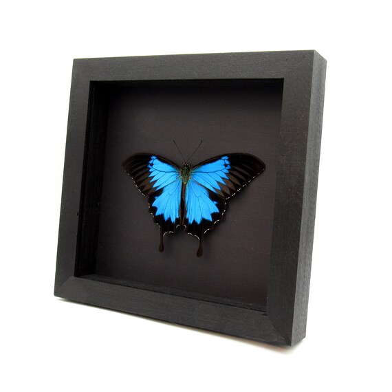 Real Iridescent Blue Emperor Butterfly Framed Taxidermy - Papilio