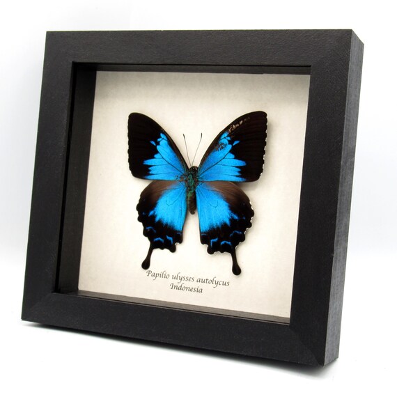 Rare Metallic Blue Ulysses Butterfly Framed Taxidermy - Papilio