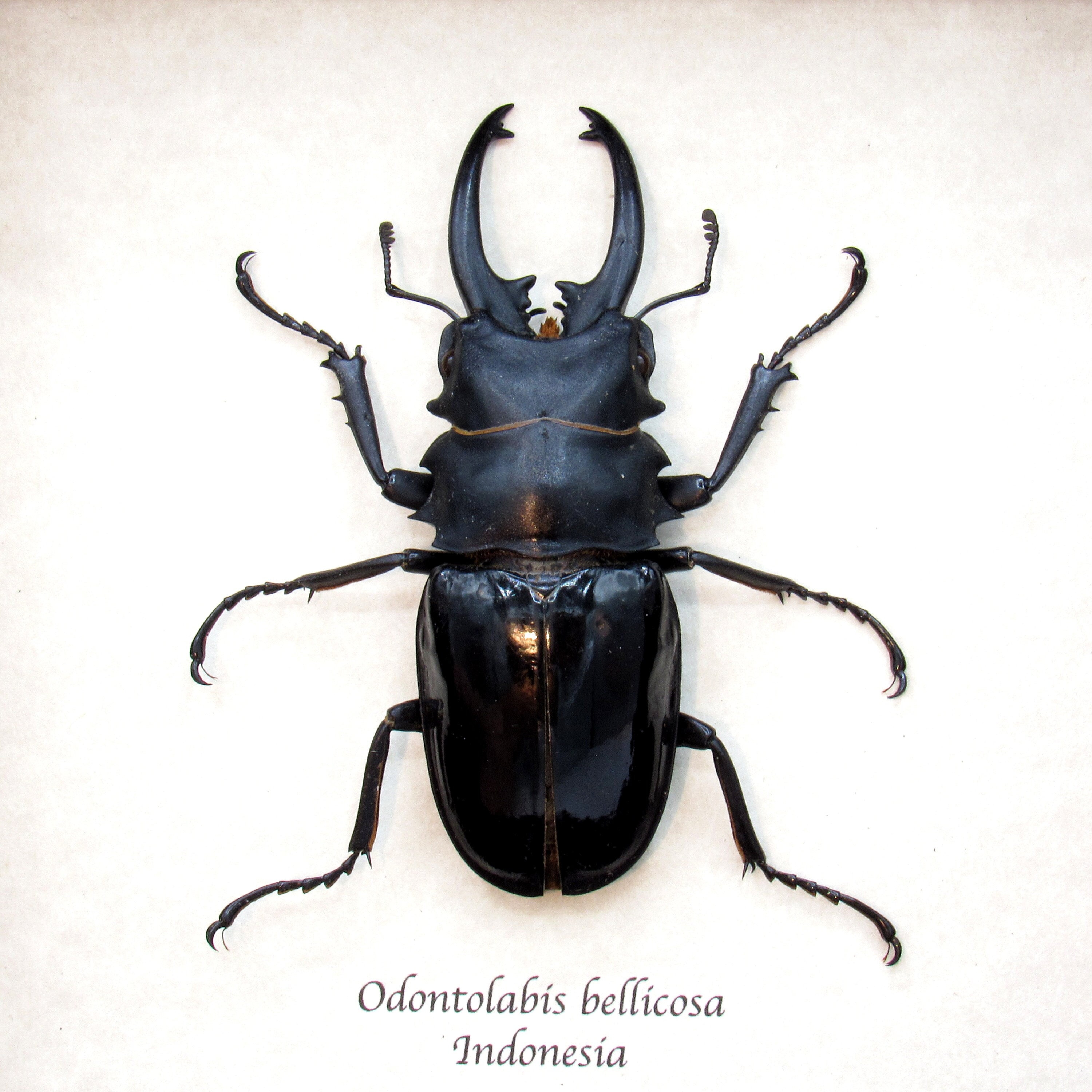 Real Giant Stag Beetle Framed Taxidermy - Odontolabis Bellicosa - Etsy