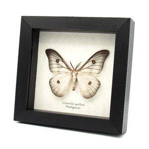 Real Ghostly Silk Moth Framed Taxidermy - Ceranchia Apollina