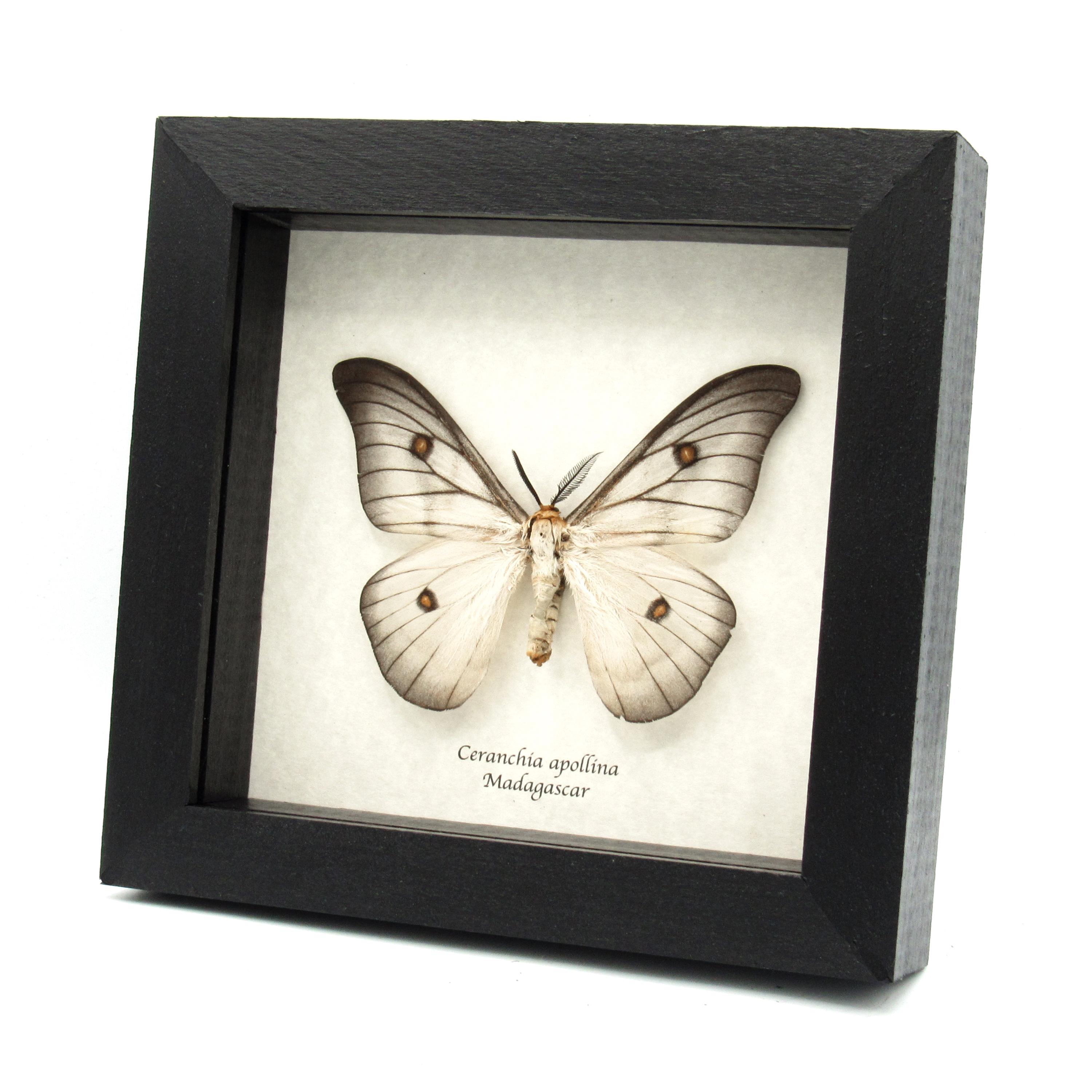 Ceranchia Apollina - Etsy