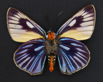 Sällsynt jätteblå skepparfjäril inramad taxidermi - Burara imperialis - mindre skador