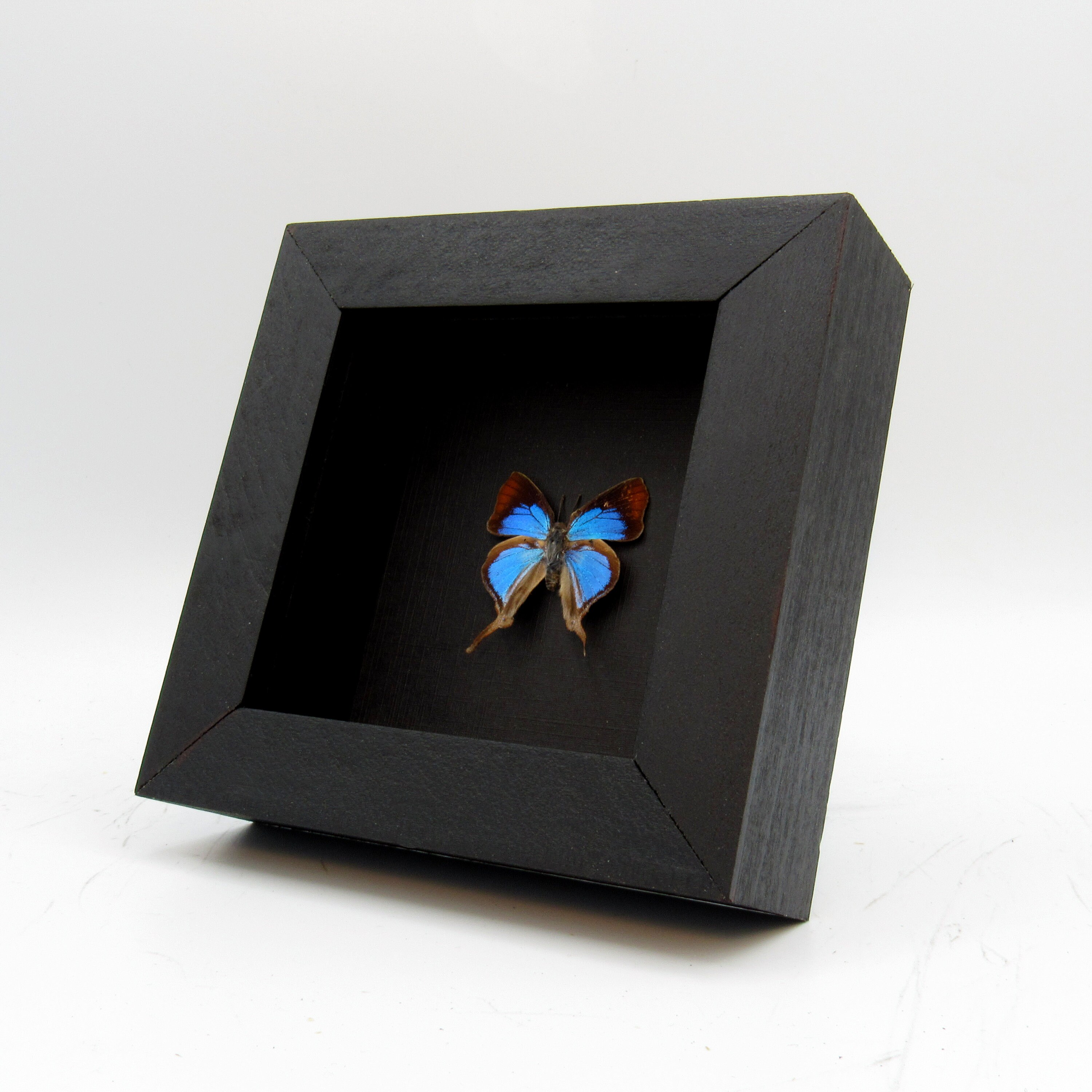 Real Fig Tree Blue butterfly framed Myrina silenus ficedula Etsy