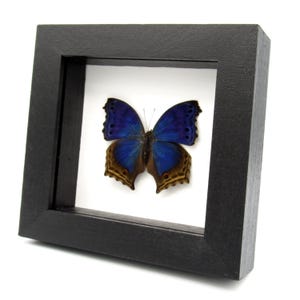May include: A framed blue and brown butterfly specimen with a white background. The butterfly is displayed in a black frame with a white mat.