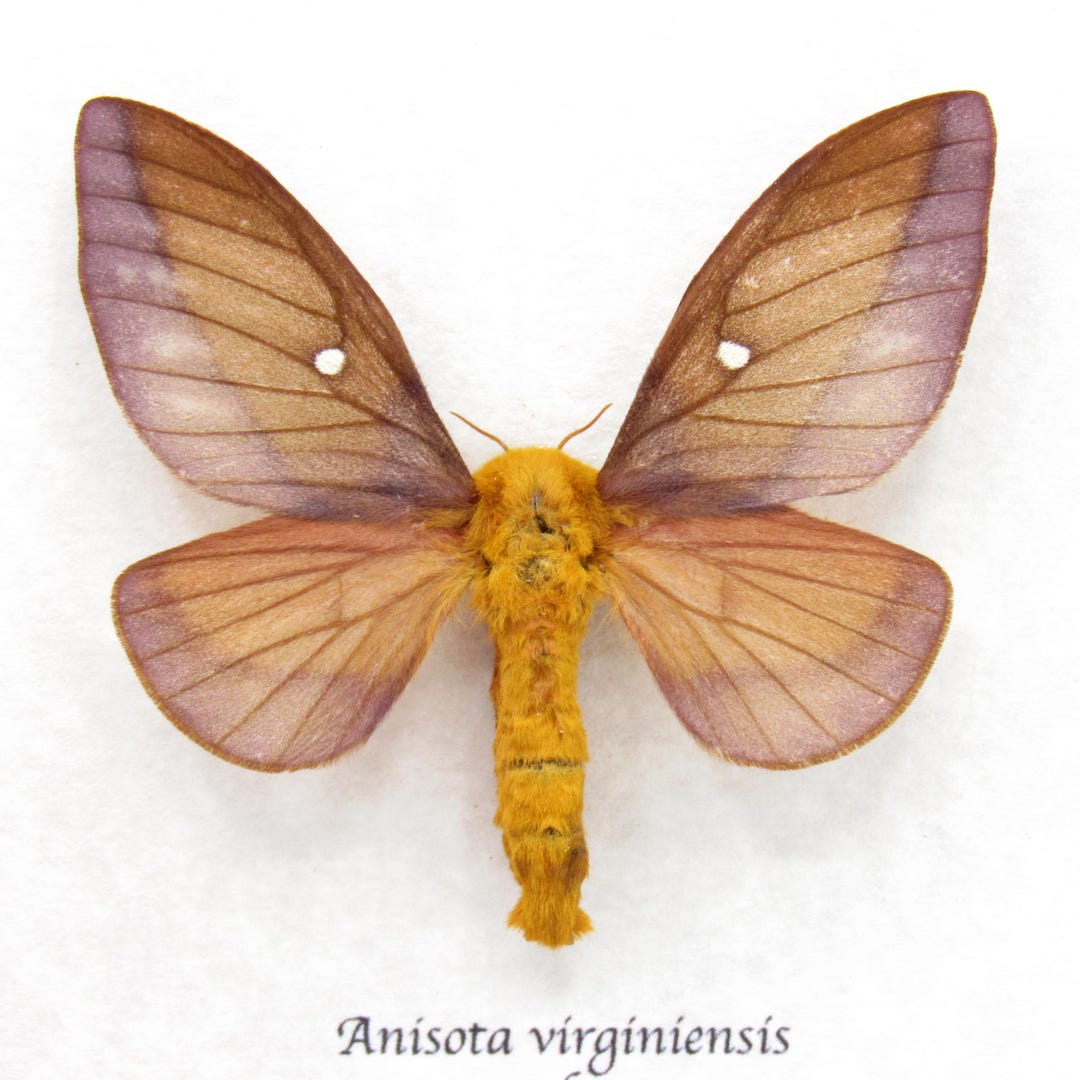 Real Pink Striped Oakworm Moth Framed Taxidermy - Anisota Virginiensis ...
