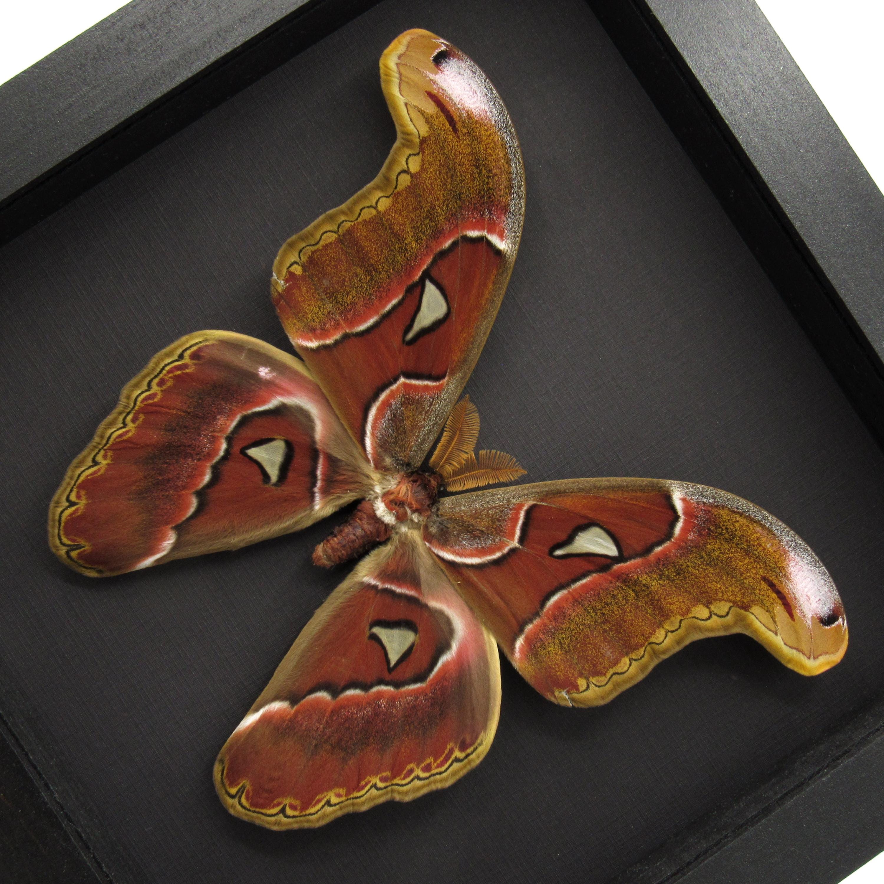 本物のオオアトラスガの額装標本 - Attacus atlas - Etsy 日本
