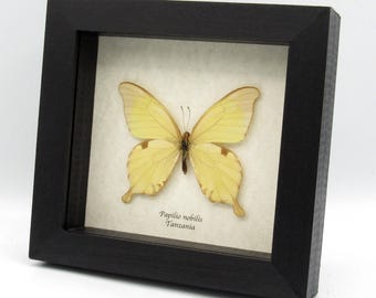 本物のアフリカンクイーン蝶の額入り剥製 - Danaus chrysippus - Etsy 日本