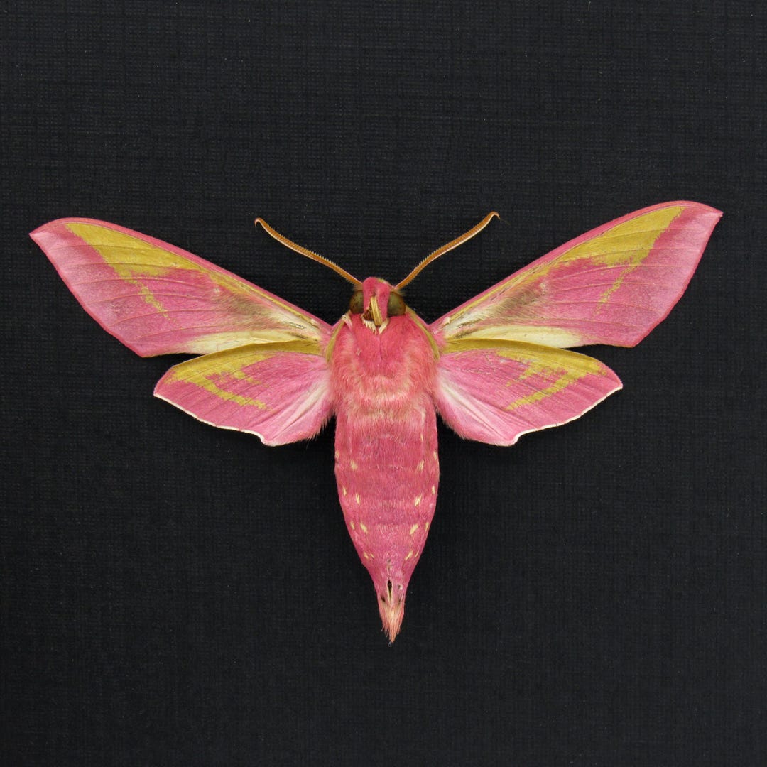 Real Pink Elephant Hawk Moth Framed Taxidermy - Deilephilia Elpenor - Etsy