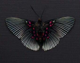 本物の虹色に輝く青い蝶の剥製 - モルフォアエガ - Etsy 日本