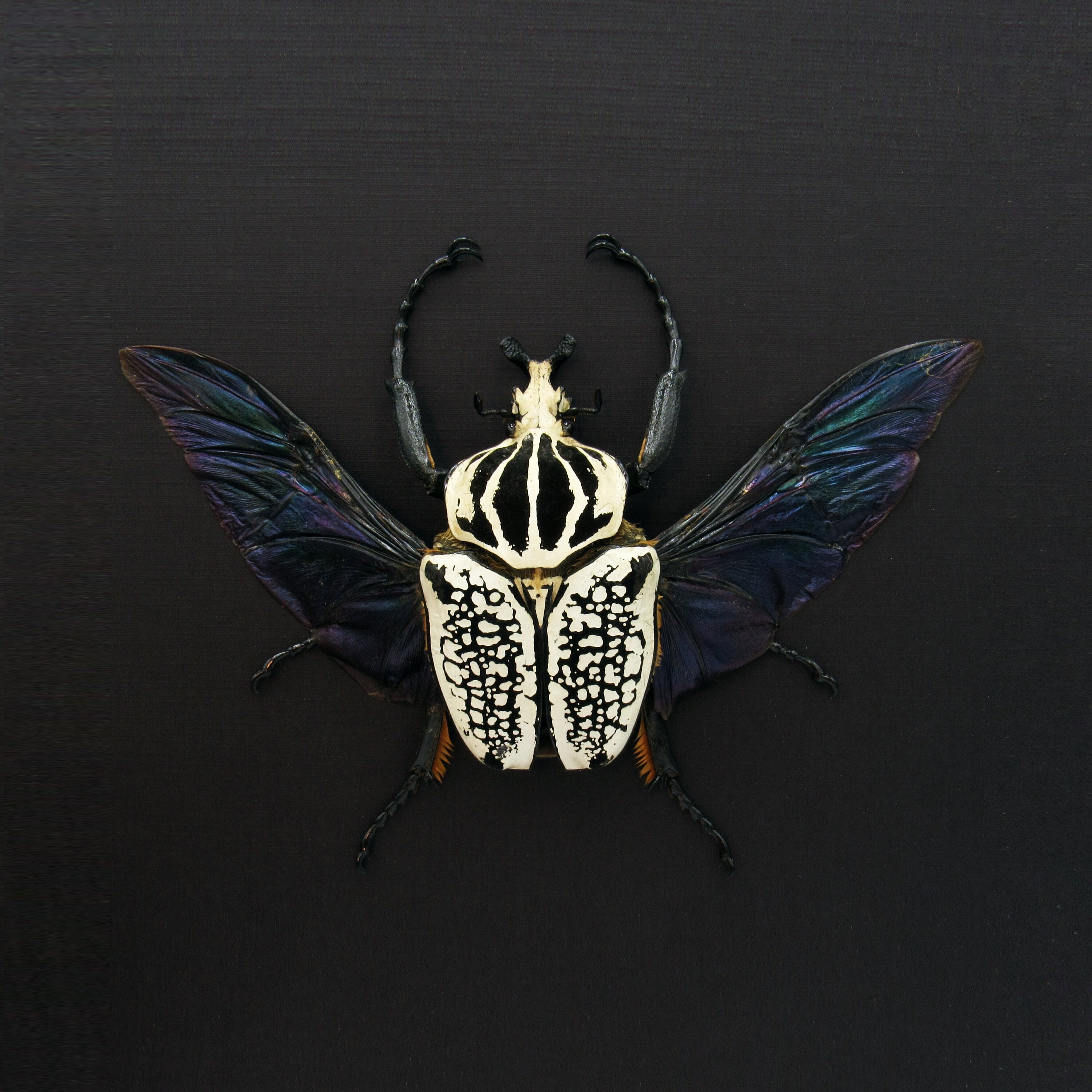 Goliathus orientalis - Etsy 日本