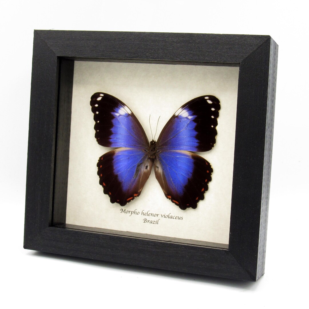 額入り巨大バイオレットモルフォ蝶の剥製 - Morpho helenor violaceus