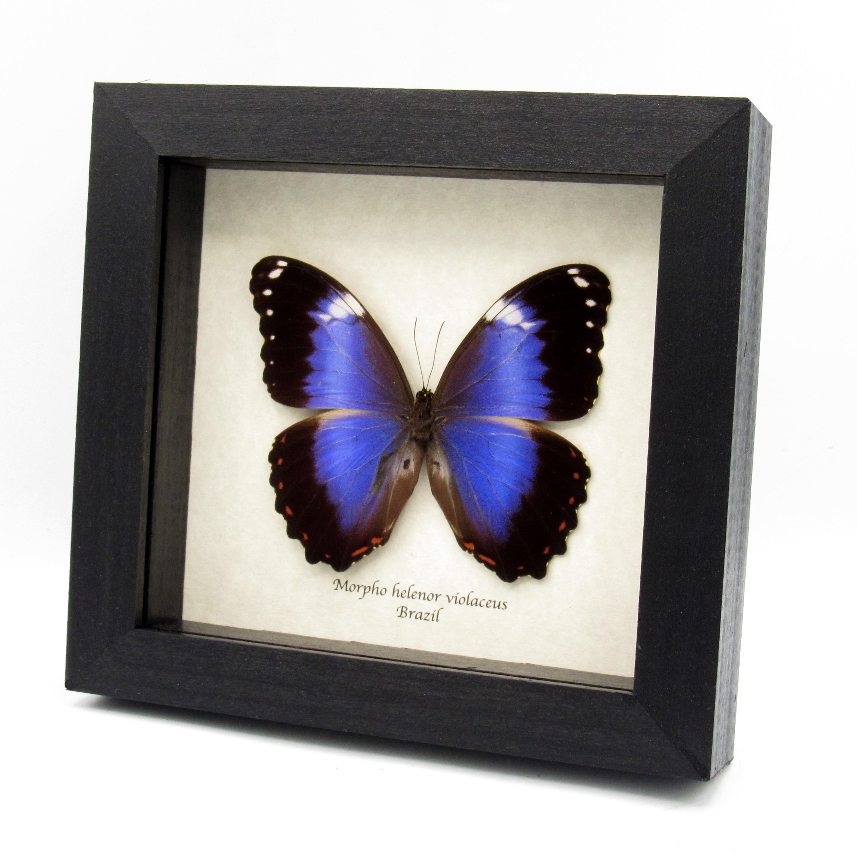 額入り巨大バイオレットモルフォ蝶の剥製 - Morpho helenor violaceus