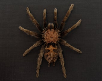 Rare Costa Rican Tiger Rump Tarantula spider framed taxidermy - Davus fasciatus