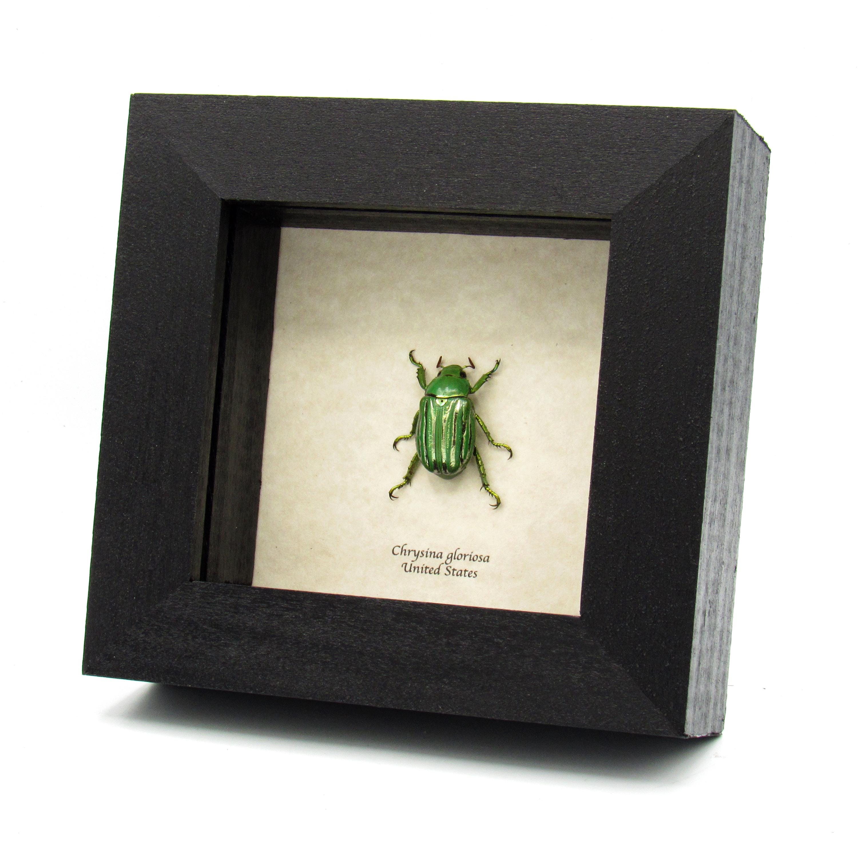 Real Metallic Gold Jewel Beetle Framed Taxidermy - Chrysina