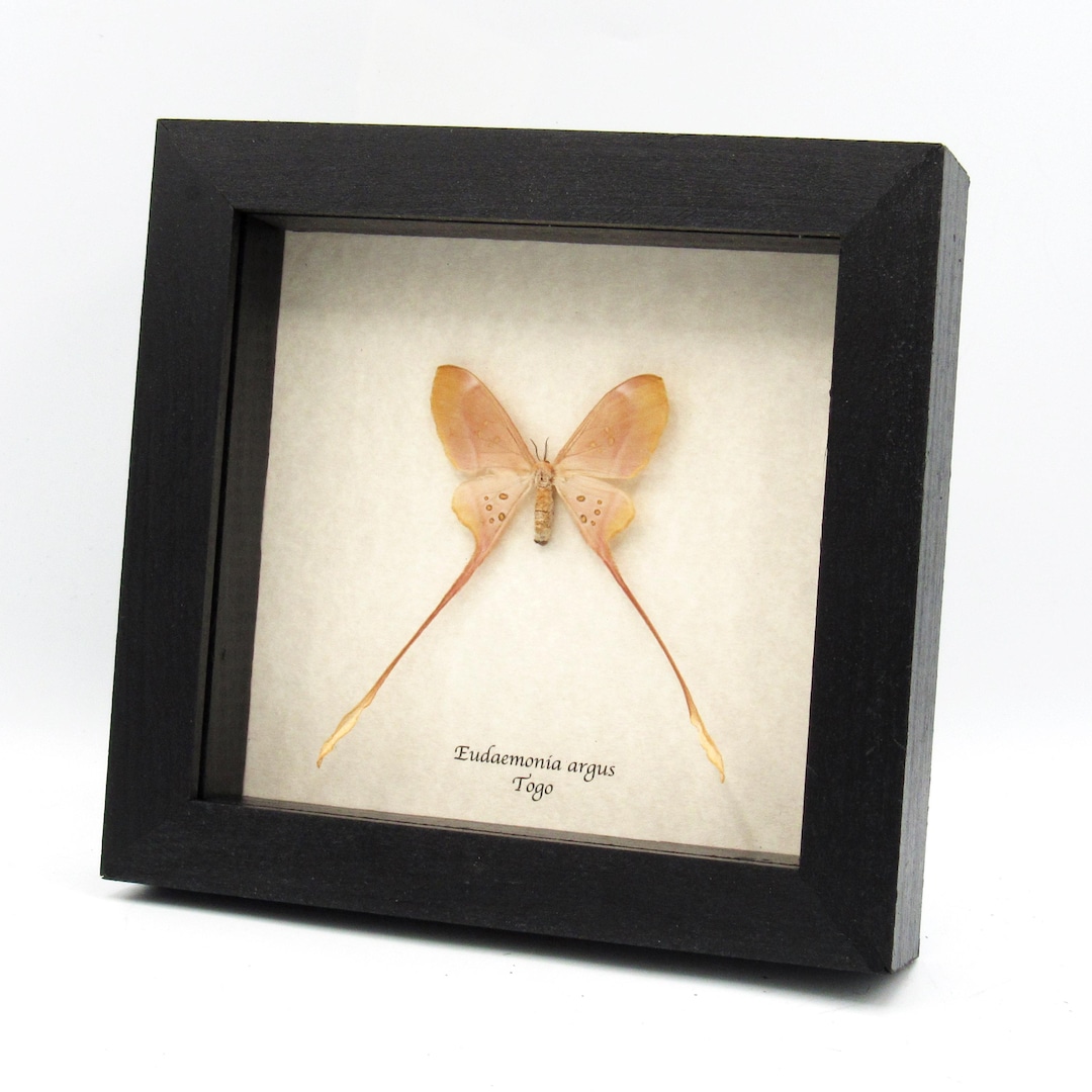 Rare Pink Long Tailed Saturn Moth Framed Taxidermy - Eudaemonia Argus ...