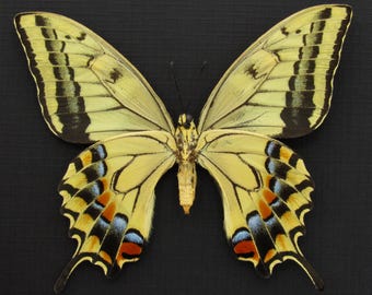 Zeldzame XL oude wereld zwaluwstaartvlinder ingelijst - Papilio machaon hippocrates - zomervorm vrouwelijk